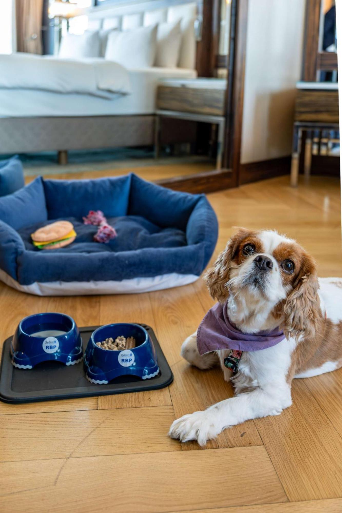 Radisson Blu Hotel Istanbul Pera Ngoại thất bức ảnh A dog with a dog bed